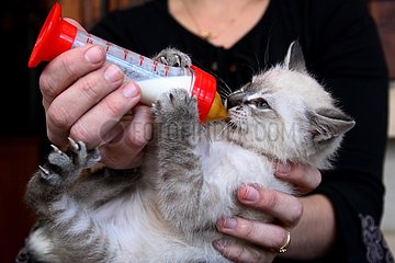 Woman giving the baby bottle to a kitten