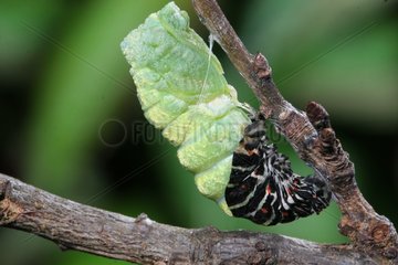 Transformation into a chrysalis of Old World Swallowtail