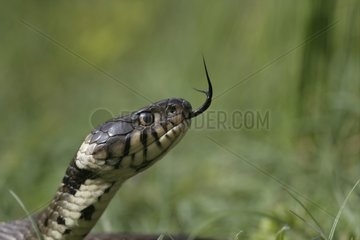 Portrait of Grass Snake United-Kingdom