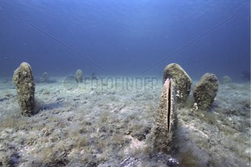 Penn Shells on sea bottom Porto Conte Sardinia Italia