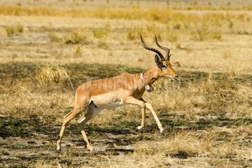 Impala mit einem Sender um den Hals Botswana trägt