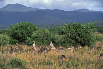 Groupe de Kangourou gris de l'Est Victoria Sud Australie