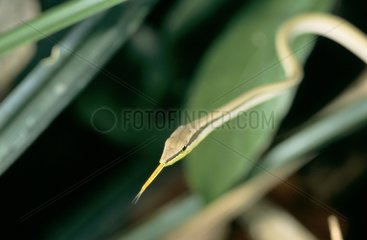 Green-striped Vine Snake sticking out its tongue