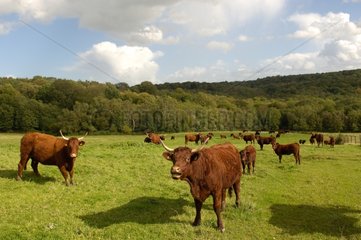 Salers Kühe in einer Wiese Normandie Frankreich