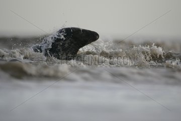 Plays betwenn young Gray Seals males in the waves Britany