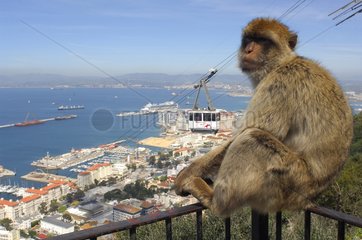 Barbary Macaque overlooking the town of Gibraltar