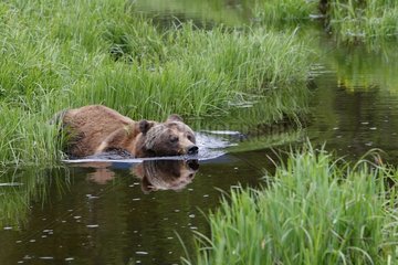 Grizzly in the Khutzeymateen river British Colombia Canada