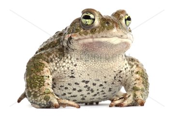 Natterjack toad on white background