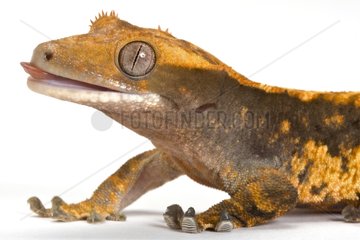 Portrait of a Crested Gecko