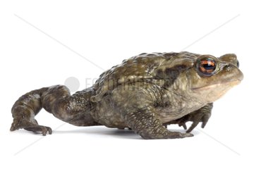 Common toad walking on white background