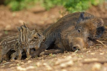 Wild Boar female nursing her youngs Franche-Comté France