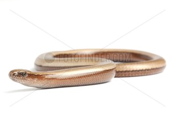 Slow Worm female on white background