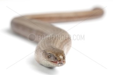Slow Worm male on white background