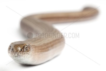 Slow Worm male on white background