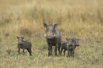Warthog family in the savanna Masai Mara Kenya