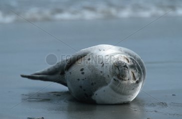 Siegel Seal Norddeutschland