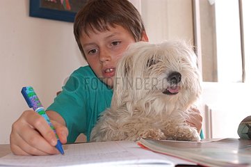 Coton de Tuléar et enfant faisant ses devoirs