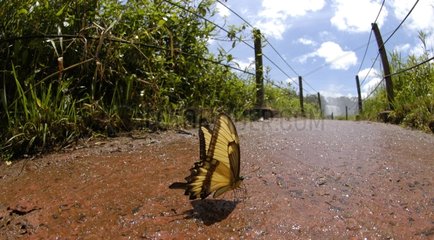 Butterfly posed on a road in Argentina