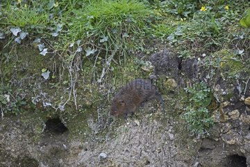 Water Vole near its burrow - Sussex UK
