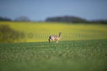 Brown Hare running in field at spring - Norfolk UK
