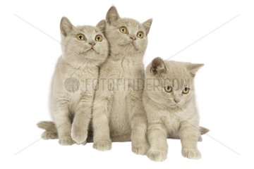 British shorthair cats in the studio France