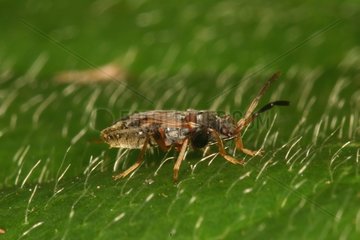 Ground bug on a leaf Evere Belgique