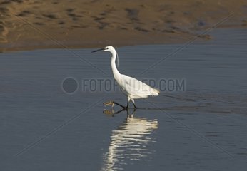 Little Egret fishing in coastal creek - Norfolk UK