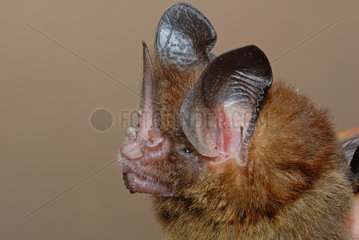 Portrait of French Striped Hairy-Nosed Bat Guiana
