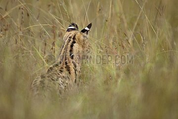Serval hunting in grass Masai Mara Reserve Kenya