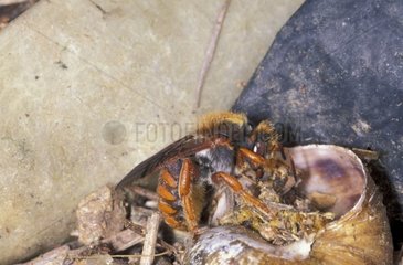 Anthidie construisant son nid dans une coquille d'escargot