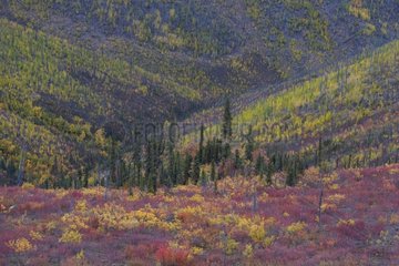 Fall colors on burned hills Yukon Canada