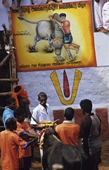 Course bull Jallikattu during the Pongal festival India