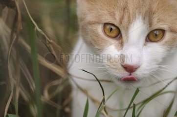 Portrait of a male white and red European cat in a garden