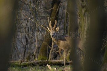 Roe-deer in forest [AT]