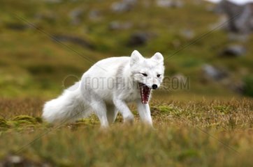 Arctic Fox Northen Cape Prins Carls Forland Svalbarg Norwegen