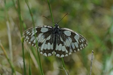 Marbled white in grass