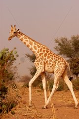 Girafe de l'Ouest Niger