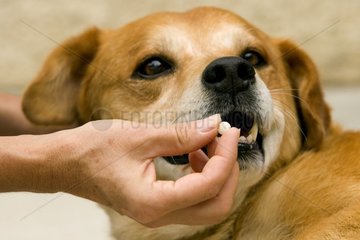 Prise de médicaments par un vieux chien France