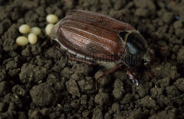 Cockchafer laying on the ground