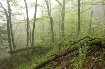 Virgin forest in fog Vosges France