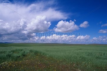 Cultivated plains in Extremadura Spain