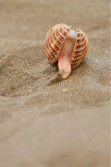 FuÃŸ in einer gemeinsamen Herzmuschel im Sand Frankreich