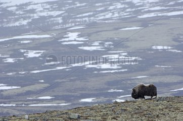 Muskoxe in the tundra Dovrefjell National Park Norway