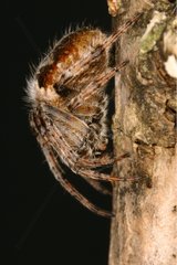 Weaver Spider Sieuras Ariège France