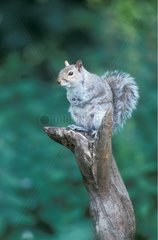 Gray squirrel standing on a dead branch