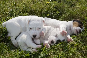 MÃ¼ll von Jack Russell Terrier Welpen im Gras gelogen