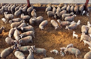 Herde von Merino Sheepfolds in Sheepfold und ihren Lämmern