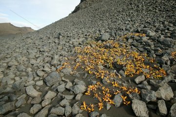 Désert de sable et de cailloux Islande