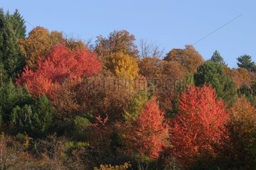 Wald mit Herbstfarben im Cevennes Gard