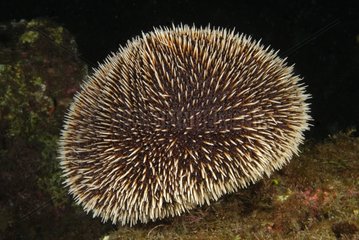 Brown Sea Urchin Socorro Is Mexico